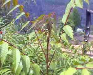Nepali hog-plum(Choerospondias axillaris)