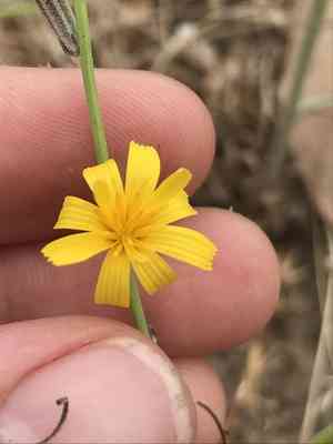 Rush skeletonweed(Chondrilla juncea)