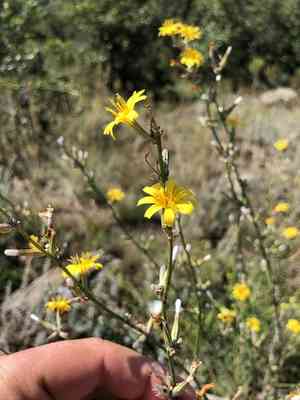 Rush skeletonweed(Chondrilla juncea)