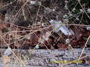Rush skeletonweed(Chondrilla juncea)