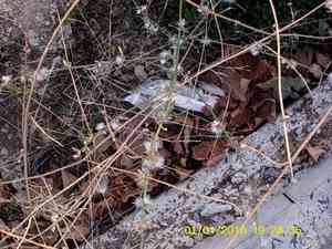 Rush skeletonweed(Chondrilla juncea)