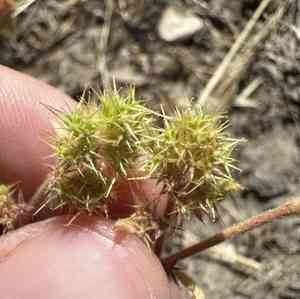 Narrow-leaf spineflower(Chorizanthe angustifolia)