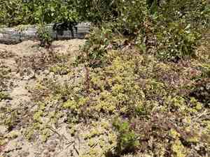 Narrow-leaf spineflower(Chorizanthe angustifolia)