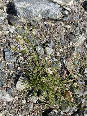 Brittle spine flower(Chorizanthe brevicornu)