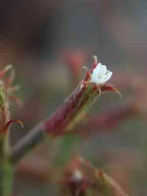 Brittle spine flower(Chorizanthe brevicornu)