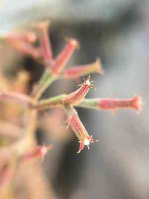 Brittle spine flower(Chorizanthe brevicornu)
