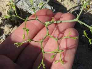Brittle spine flower(Chorizanthe brevicornu)