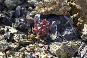 San luis obispo spineflower(Chorizanthe breweri)