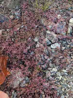 San luis obispo spineflower(Chorizanthe breweri)