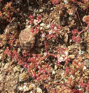 San luis obispo spineflower(Chorizanthe breweri)