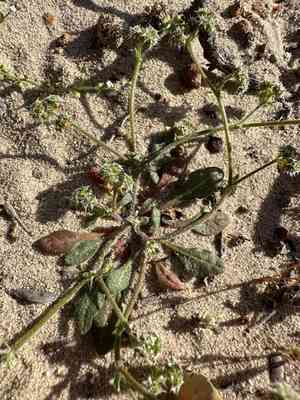 Diffuse spineflower(Chorizanthe diffusa)