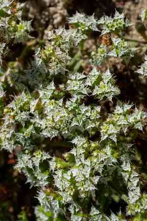 Diffuse spineflower(Chorizanthe diffusa)