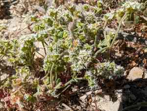 Diffuse spineflower(Chorizanthe diffusa)