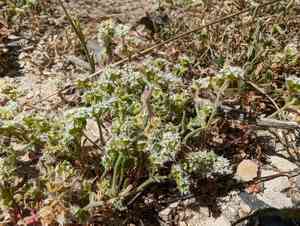 Diffuse spineflower(Chorizanthe diffusa)