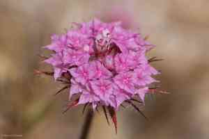 Douglas's spineflower(Chorizanthe douglasii)