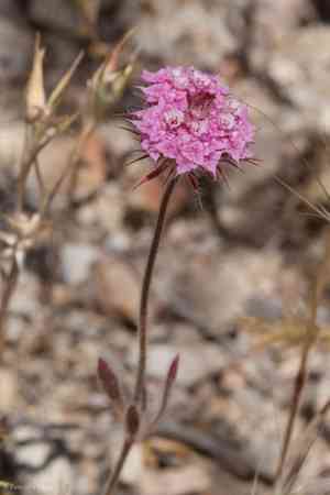 Douglas's spineflower(Chorizanthe douglasii)