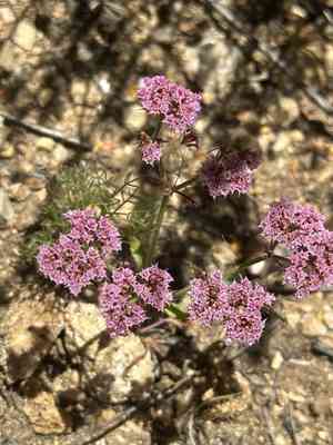 Douglas's spineflower(Chorizanthe douglasii)