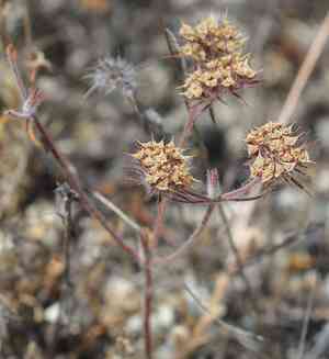 Douglas's spineflower(Chorizanthe douglasii)