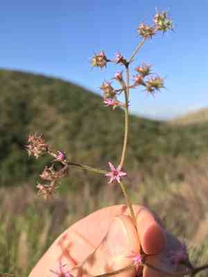 Fringed spineflower(Chorizanthe fimbriata)