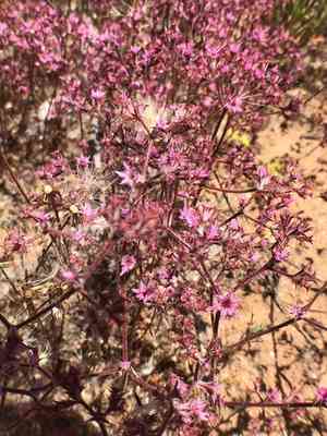 Fringed spineflower(Chorizanthe fimbriata)