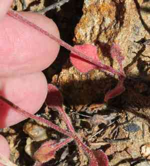 Fringed spineflower(Chorizanthe fimbriata)