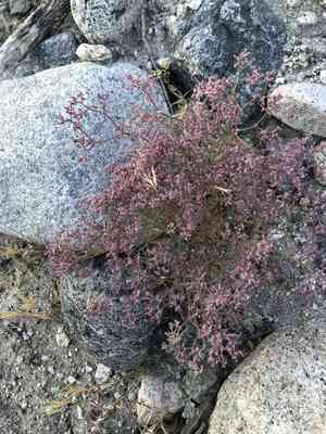 Fringed spineflower(Chorizanthe fimbriata)