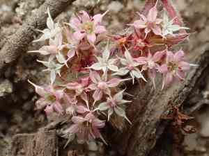 Monterey spineflower(Chorizanthe pungens)