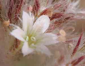 Monterey spineflower(Chorizanthe pungens)