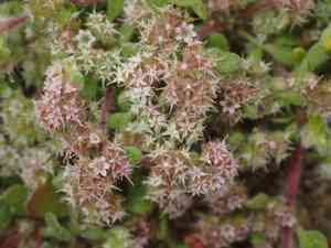 Monterey spineflower(Chorizanthe pungens)