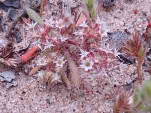 Monterey spineflower(Chorizanthe pungens)