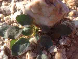 Turkshead(Chorizanthe rigida)