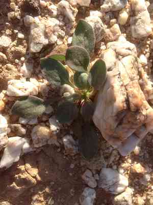 Turkshead(Chorizanthe rigida)