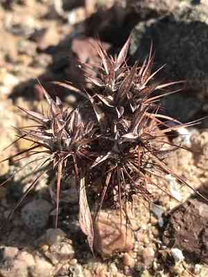 Turkshead(Chorizanthe rigida)