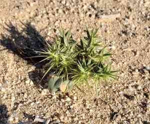 Turkshead(Chorizanthe rigida)