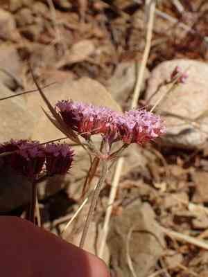 Turkish rugging(Chorizanthe staticoides)