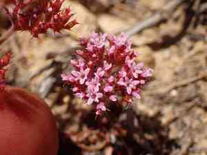 Turkish rugging(Chorizanthe staticoides)