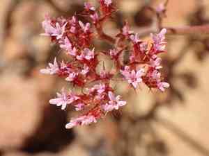 Turkish rugging(Chorizanthe staticoides)