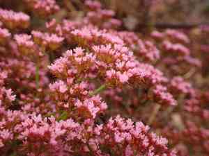 Turkish rugging(Chorizanthe staticoides)