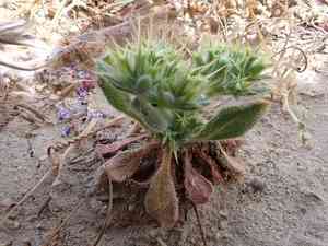 One-awn spineflower(Chorizanthe uniaristata)