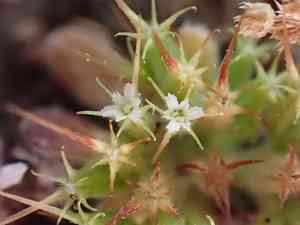 One-awn spineflower(Chorizanthe uniaristata)