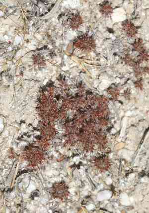 One-awn spineflower(Chorizanthe uniaristata)