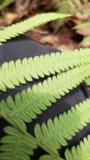 Parasitic tri-vein fern(Christella parasitica)