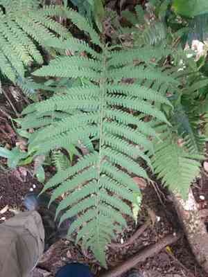 Parasitic tri-vein fern(Christella parasitica)