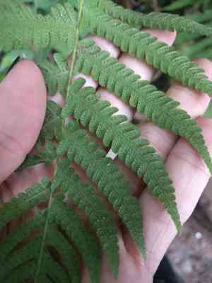 Parasitic tri-vein fern(Christella parasitica)