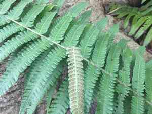 Parasitic tri-vein fern(Christella parasitica)