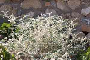 Dyer's litmus(Chrozophora tinctoria)