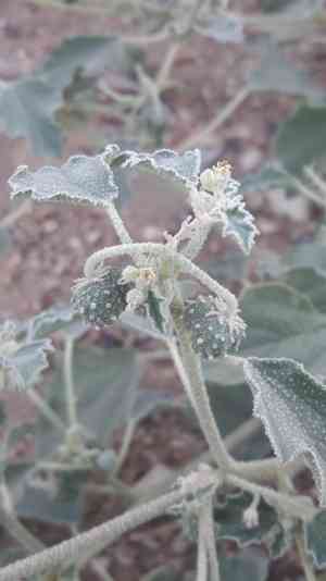 Dyer's litmus(Chrozophora tinctoria)