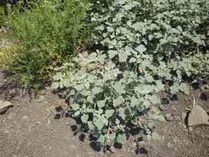 Dyer's litmus(Chrozophora tinctoria)