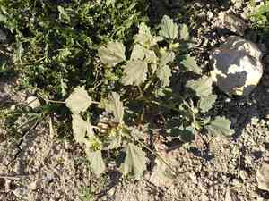 Dyer's litmus(Chrozophora tinctoria)