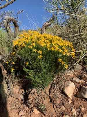 Damianita(Chrysactinia mexicana)